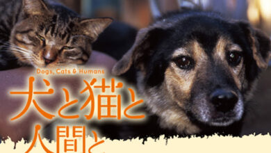犬と猫と人間と